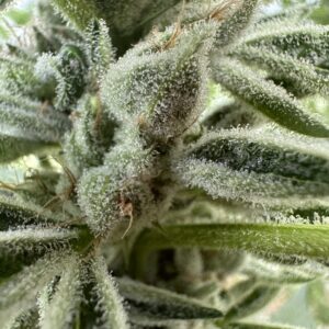 Girl Scout cookies forum cut ( unrooted snip) ships mid may