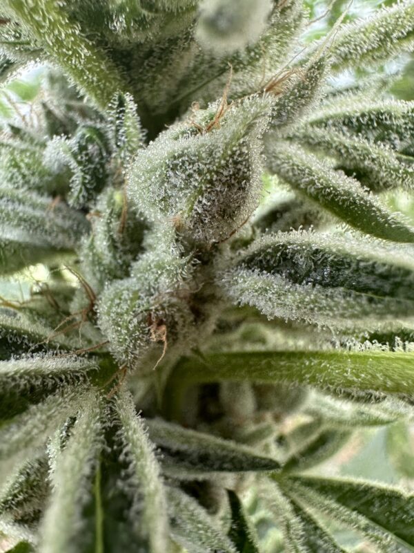 Girl Scout cookies forum cut ( unrooted snip) ships mid may